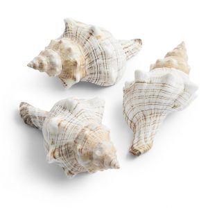 Muschelhorn (3 Stück)
